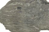 Fossil Crinoid (Platycrinites) - Monroe County, Indiana #231976-2